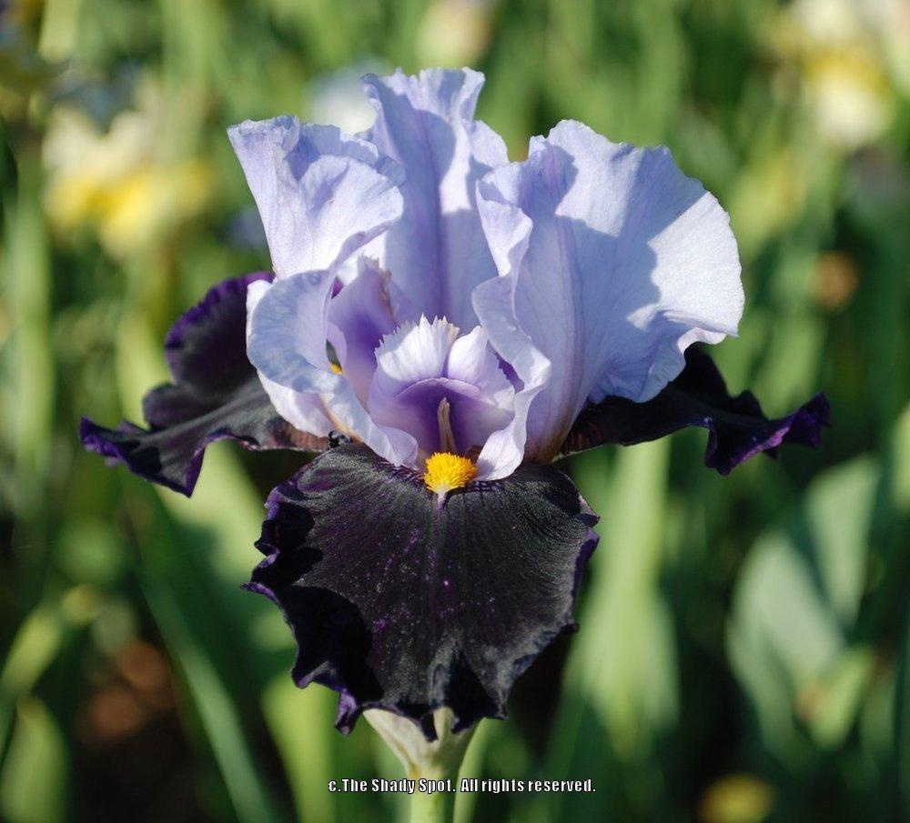 Photo of Tall Bearded Iris (Iris 'Habit') uploaded by lovemyhouse