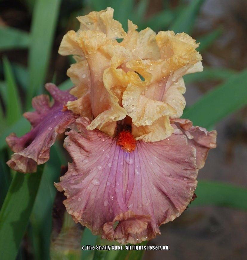 Photo of Tall Bearded Iris (Iris 'Glamazon') uploaded by lovemyhouse