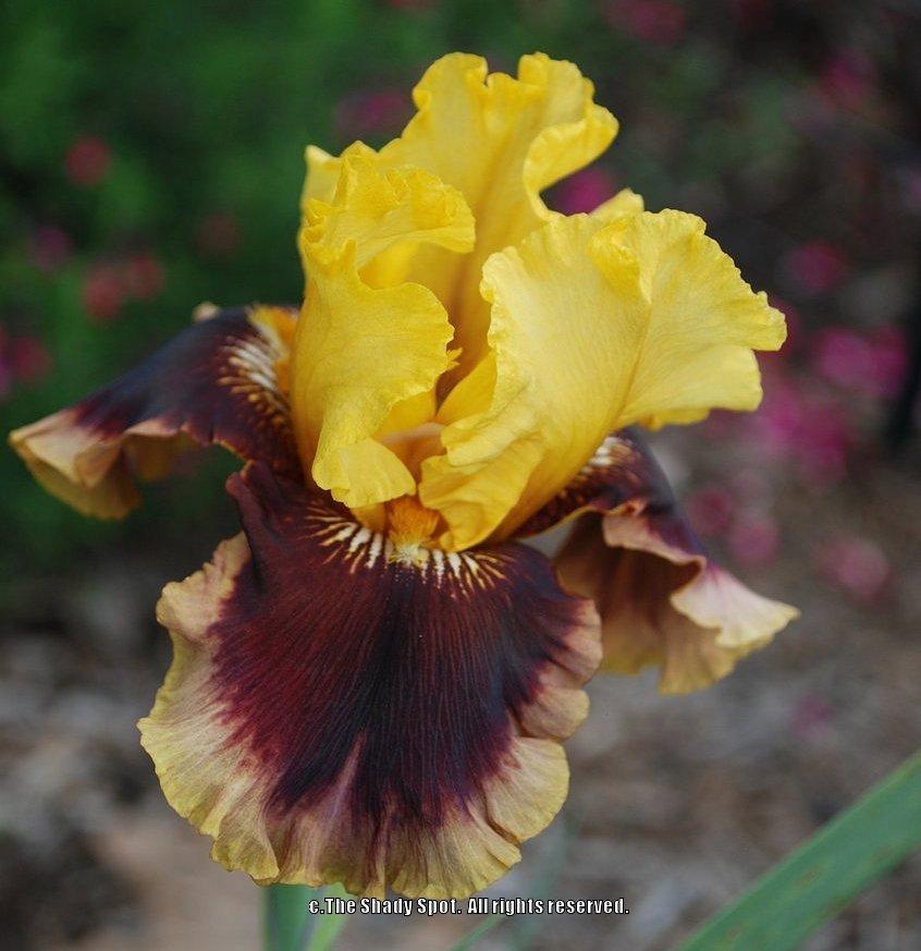 Photo of Tall Bearded Iris (Iris 'Mastery') uploaded by lovemyhouse