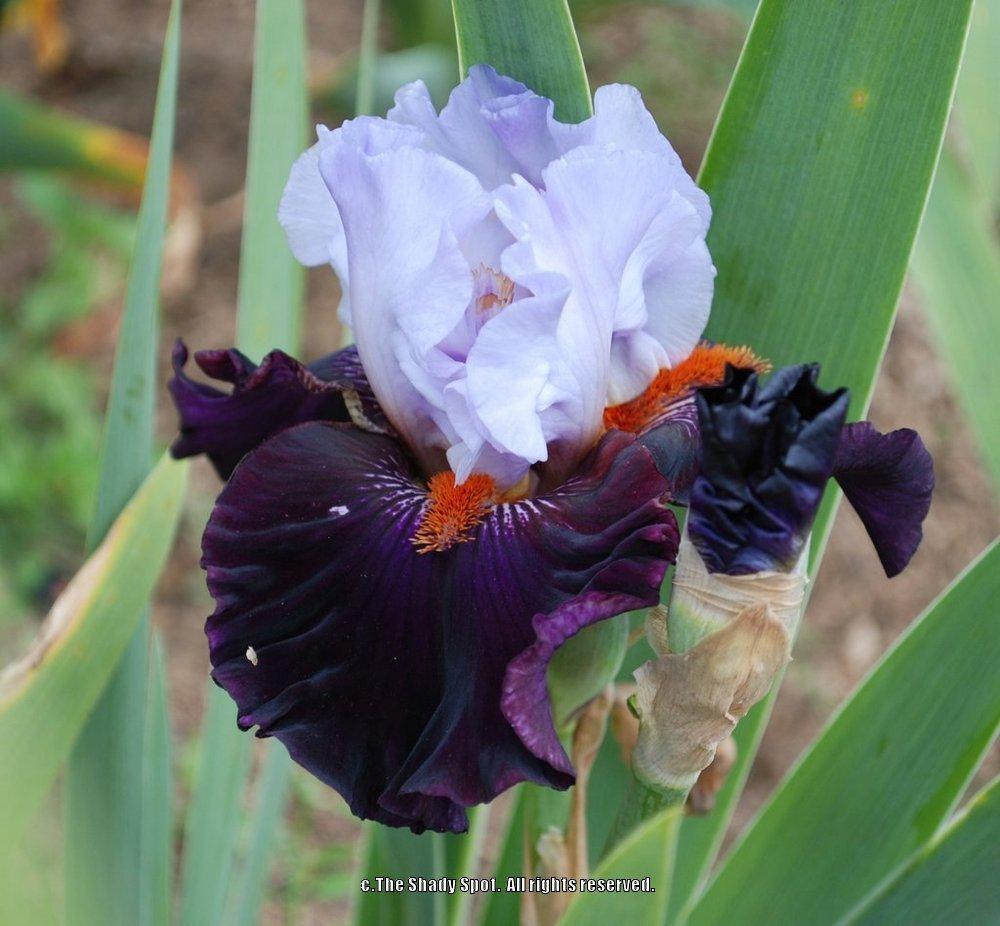 Photo of Tall Bearded Iris (Iris 'Full Figured') uploaded by lovemyhouse