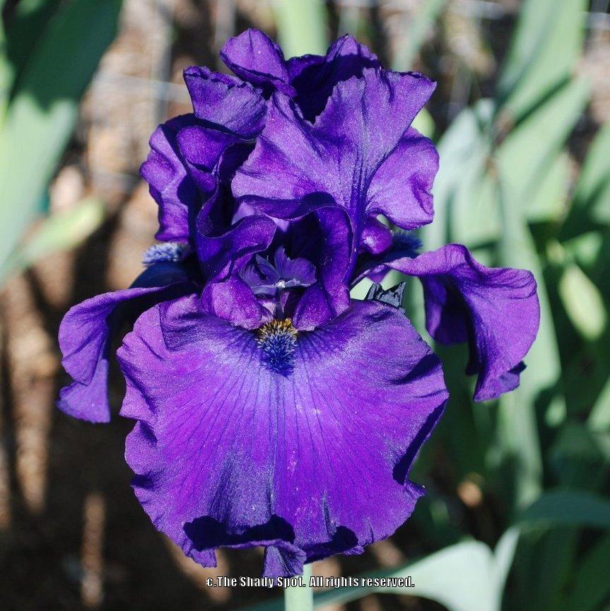 Photo of Tall Bearded Iris (Iris 'Larry Gaulter') uploaded by lovemyhouse