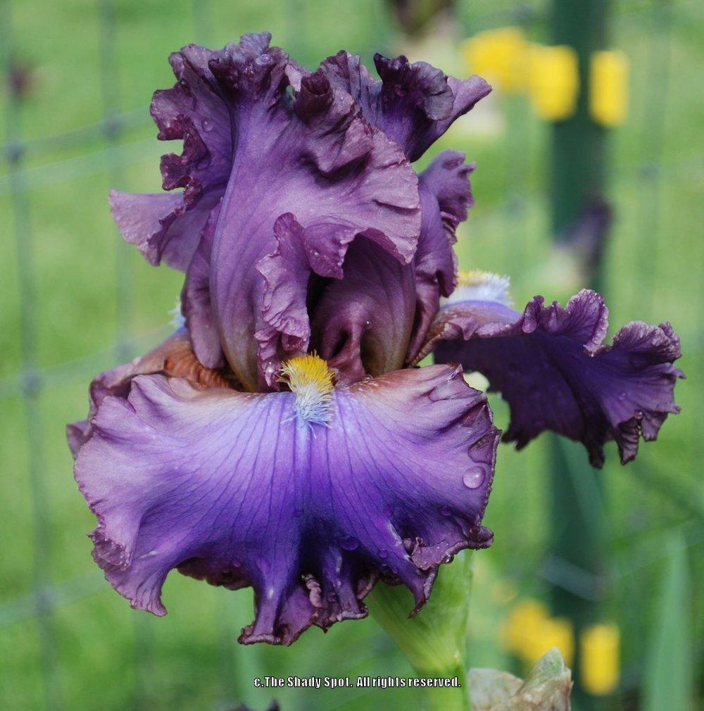 Photo of Tall Bearded Iris (Iris 'French Lavender') uploaded by lovemyhouse