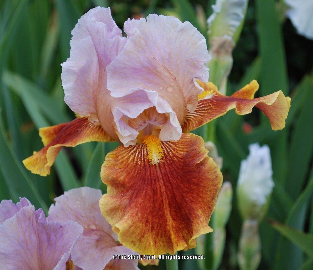 Photo of Tall Bearded Iris (Iris 'Golly Gee Whiz') uploaded by lovemyhouse