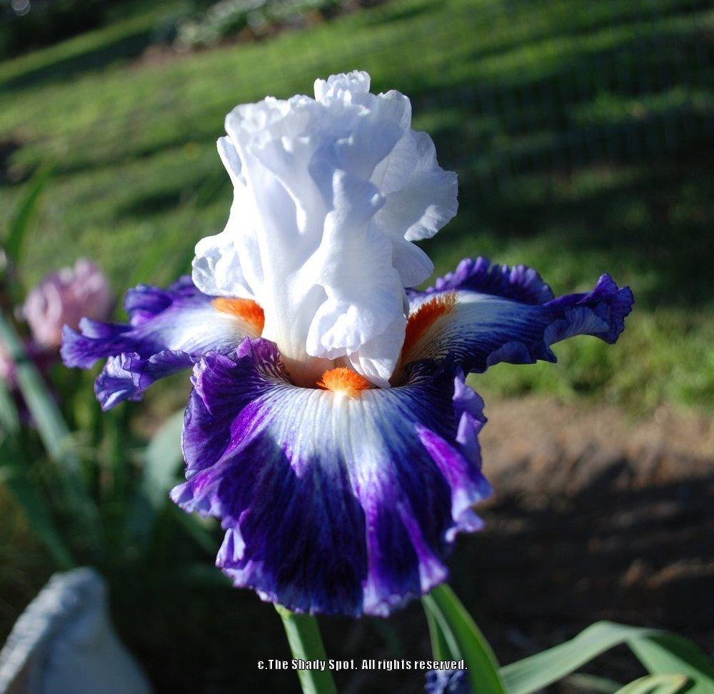 Photo of Tall Bearded Iris (Iris 'Gypsy Lord') uploaded by lovemyhouse