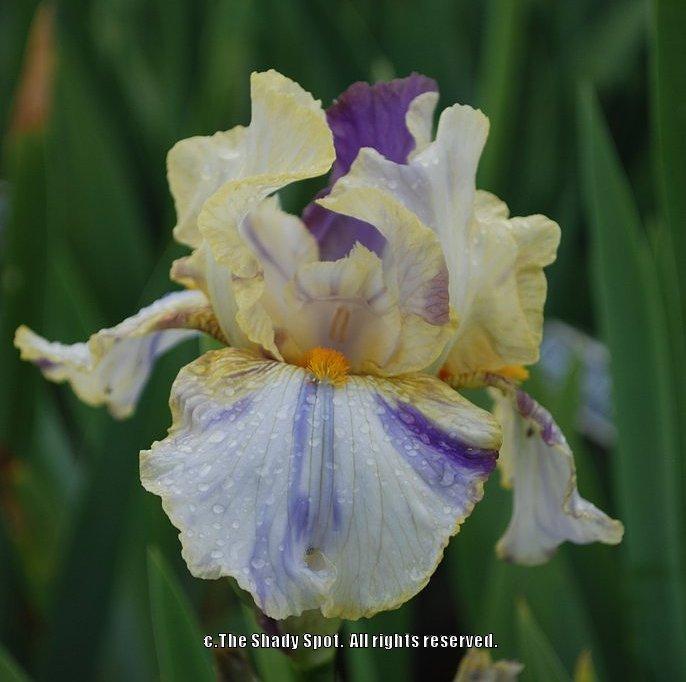 Photo of Tall Bearded Iris (Iris 'Holy Kosmoly') uploaded by lovemyhouse
