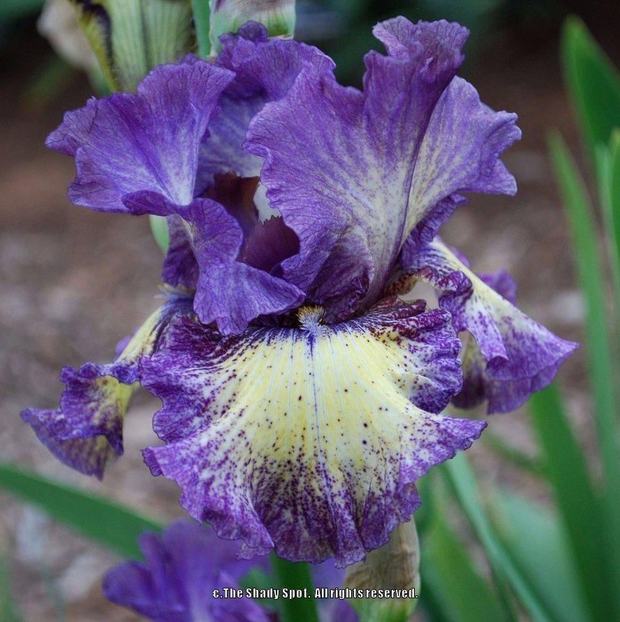 Photo of Tall Bearded Iris (Iris 'Foolish Dreamer') uploaded by lovemyhouse