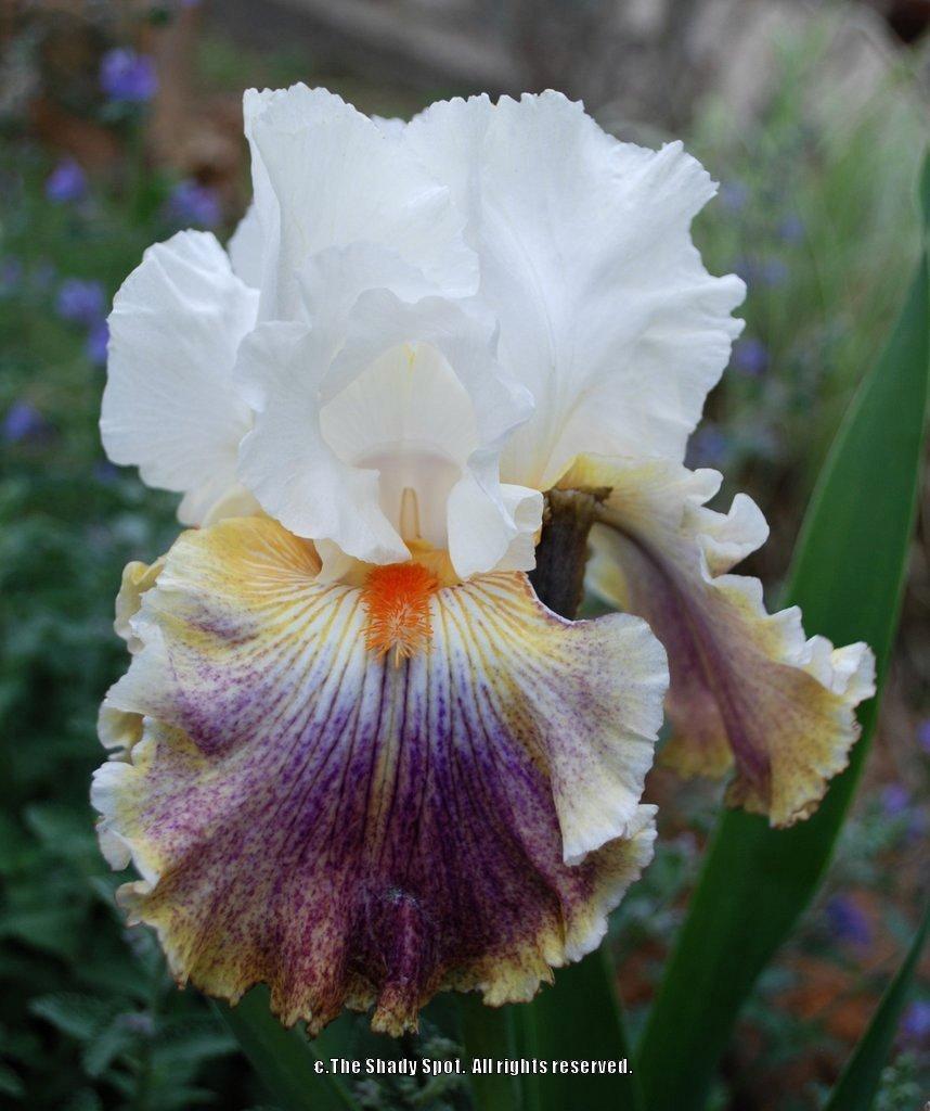 Photo of Tall Bearded Iris (Iris 'Fantasy Ride') uploaded by lovemyhouse