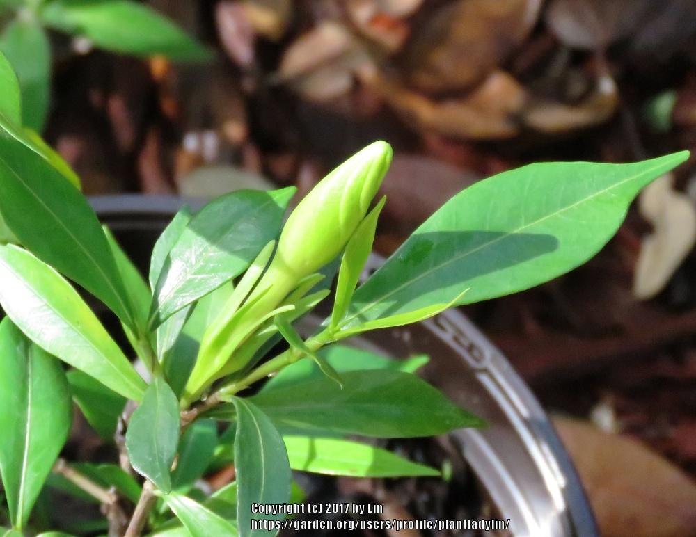 Photo of Gardenia (Gardenia jasminoides 'Frostproof') uploaded by plantladylin