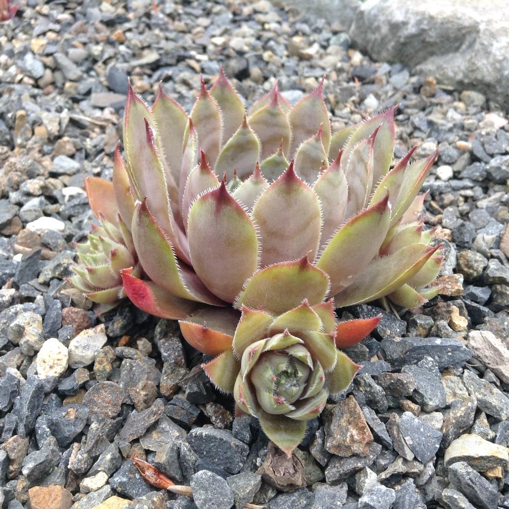 Photo of Hen and Chicks (Sempervivum 'Serapis') uploaded by tcstoehr