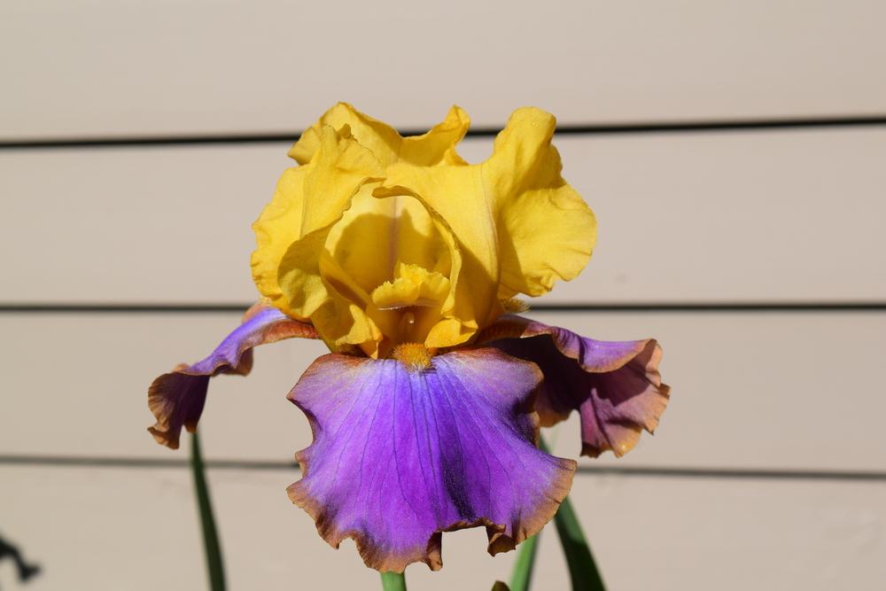 Photo of Tall Bearded Iris (Iris 'Crooked Little Smile') uploaded by Dachsylady86
