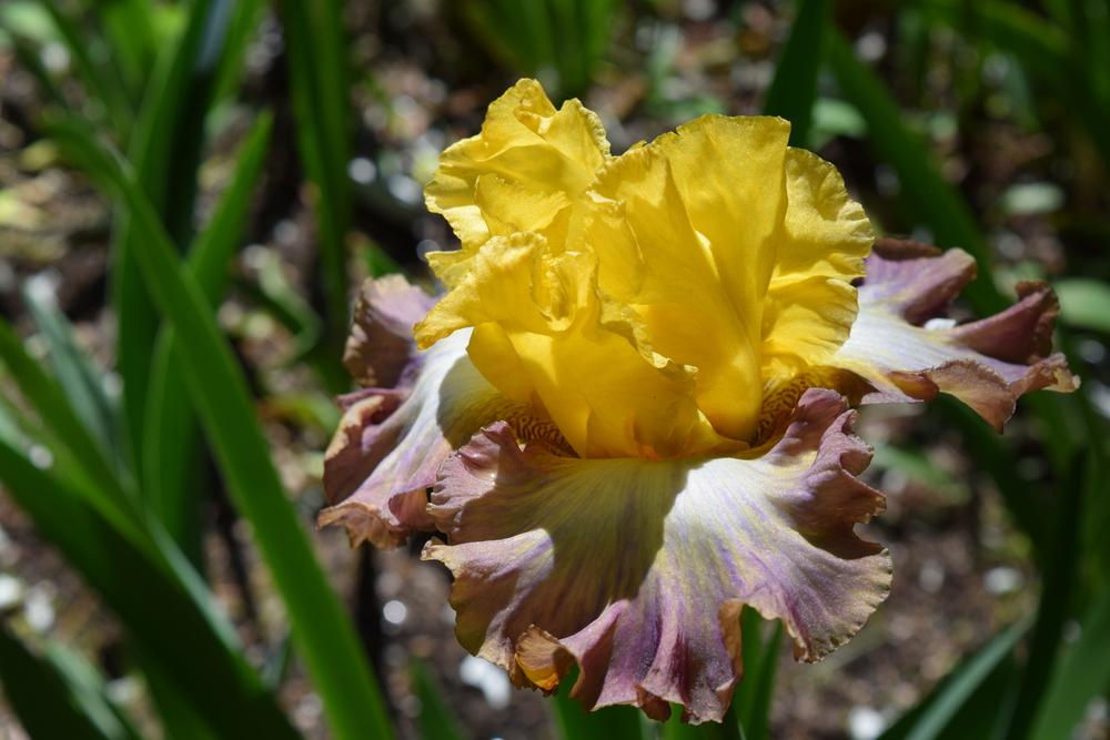 Photo of Tall Bearded Iris (Iris 'Fiery Echo') uploaded by Dachsylady86