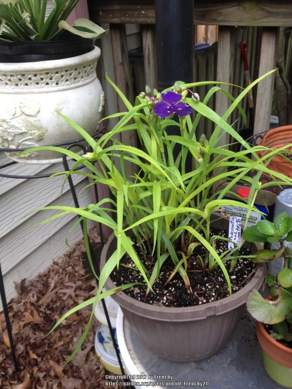 Photo of Spiderwort (Tradescantia 'Sweet Kate') uploaded by Frenchy21