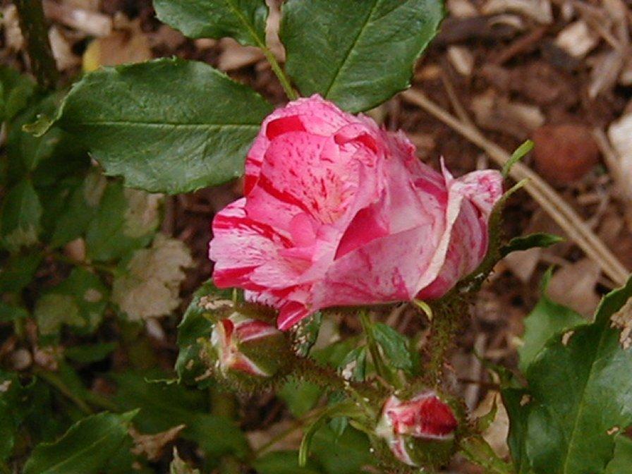 Photo of Rose (Rosa 'Kim Rupert') uploaded by RoseBlush1