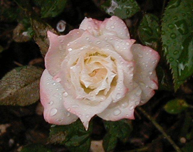 Photo of Rose (Rosa 'Lifestyle') uploaded by RoseBlush1
