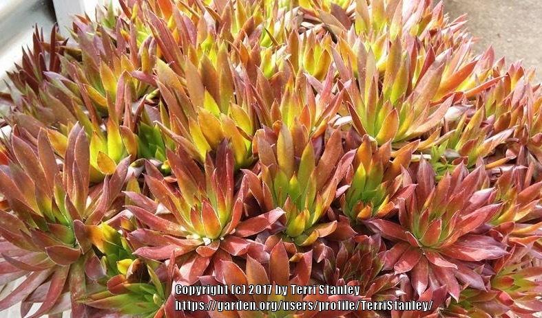 Photo of Hen and Chicks (Sempervivum 'Andrenor') uploaded by TerriStanley