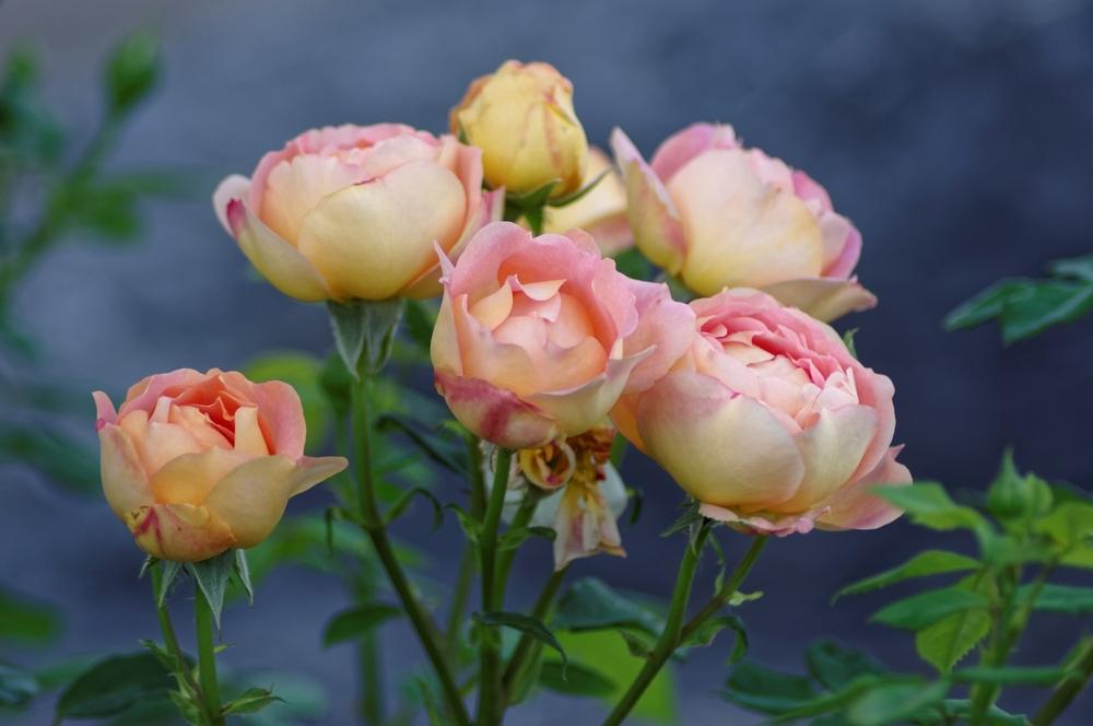 Photo of English Shrub Rose (Rosa 'Lady of Shalott') uploaded by evermorelawnless