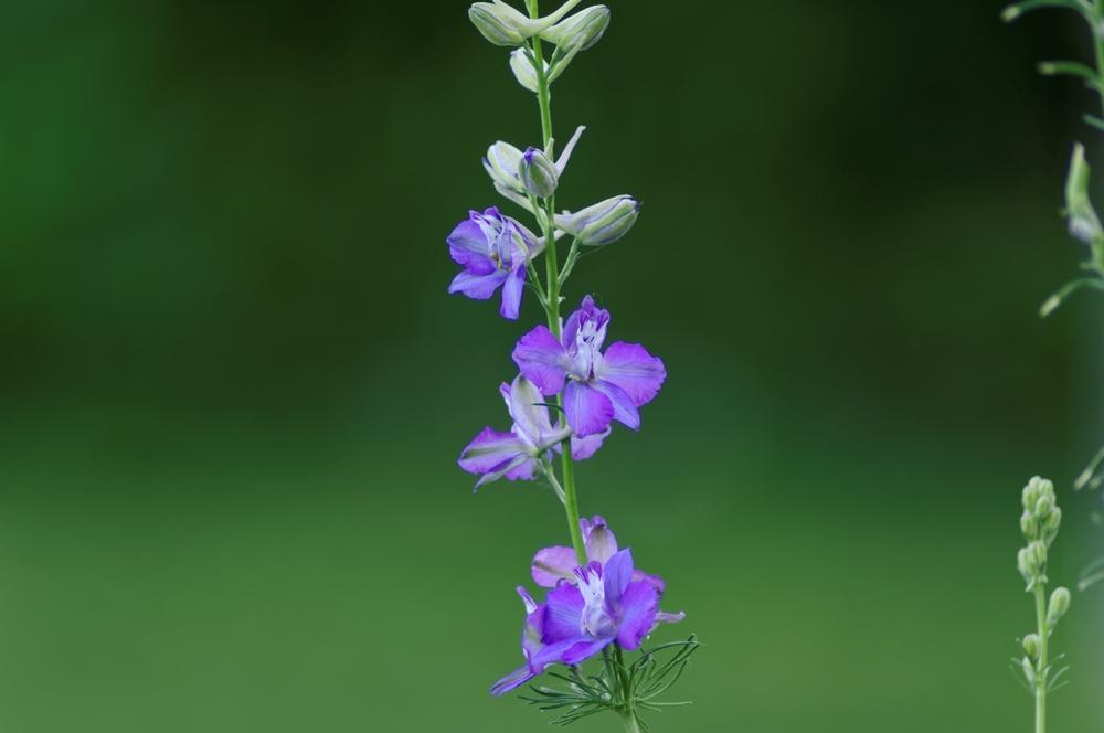 Photo of Delphiniums (Delphinium) uploaded by evermorelawnless