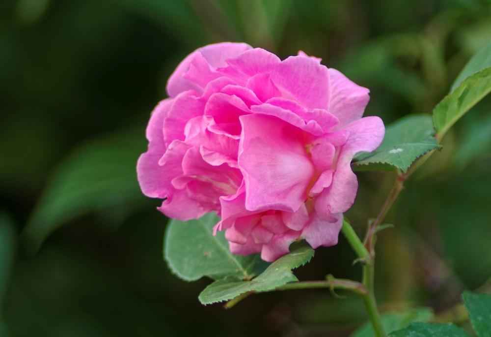 Photo of Rose (Rosa 'Zephirine Drouhin') uploaded by evermorelawnless