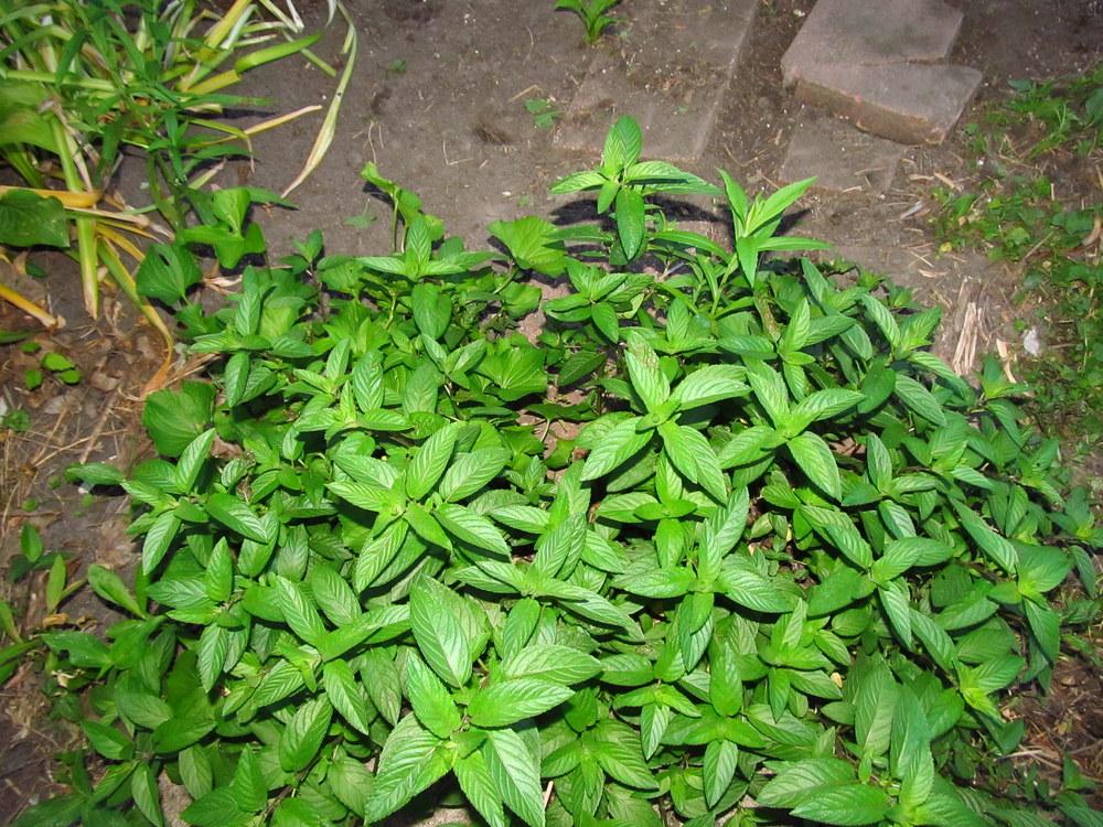 Photo of Chocolate Mint (Mentha x piperita 'Chocolate') uploaded by jmorth