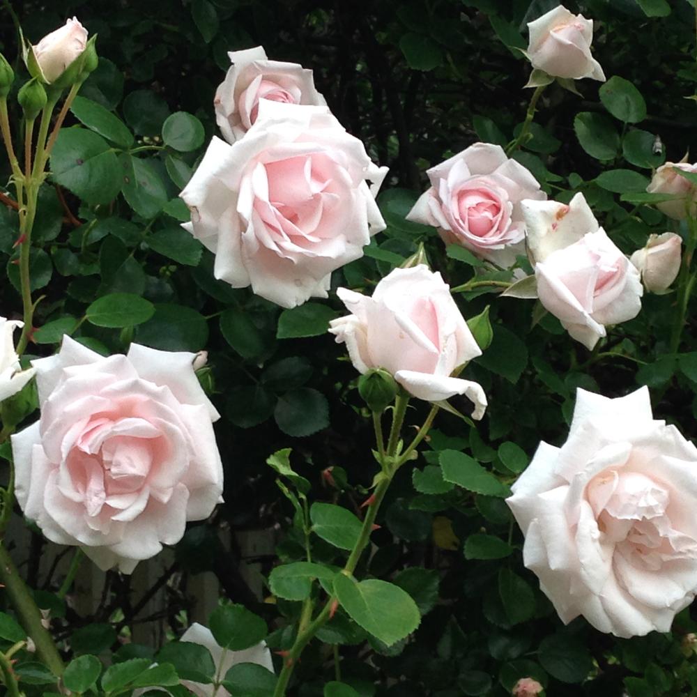 Photo of Rose (Rosa 'New Dawn') uploaded by marymezzo