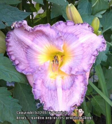 Photo of Daylily (Hemerocallis 'Palace Garden Beauty') uploaded by p3bog