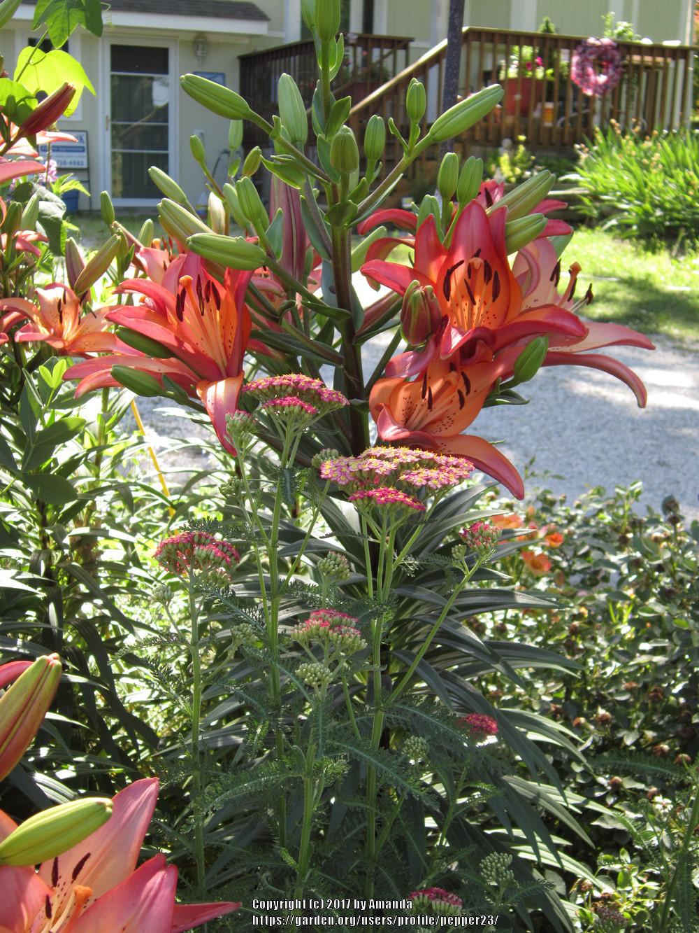 Photo of Lily (Lilium 'Royal Sunset') uploaded by pepper23