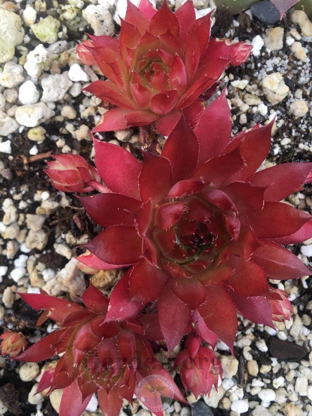 Photo of Hen and Chicks (Sempervivum 'Harriet') uploaded by springcolor