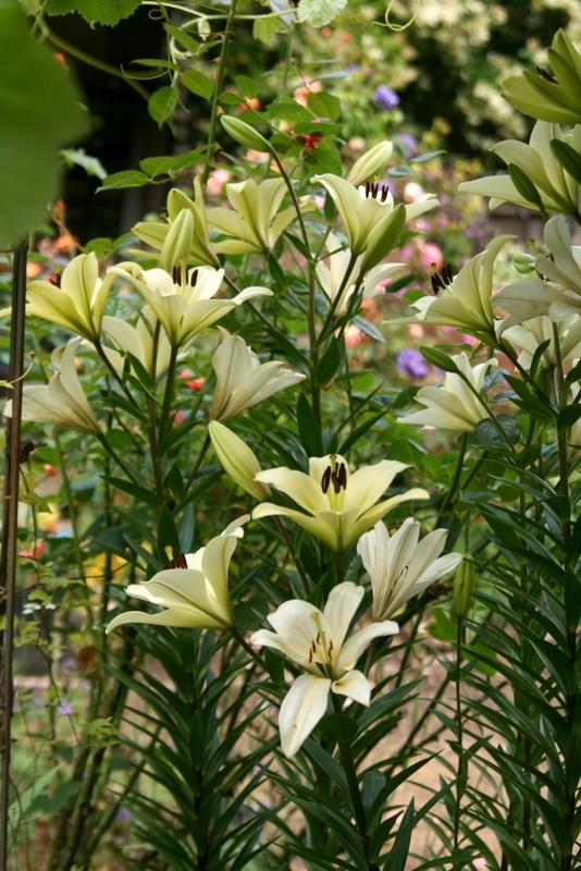 Photo of Lily (Lilium 'Courier') uploaded by Calif_Sue