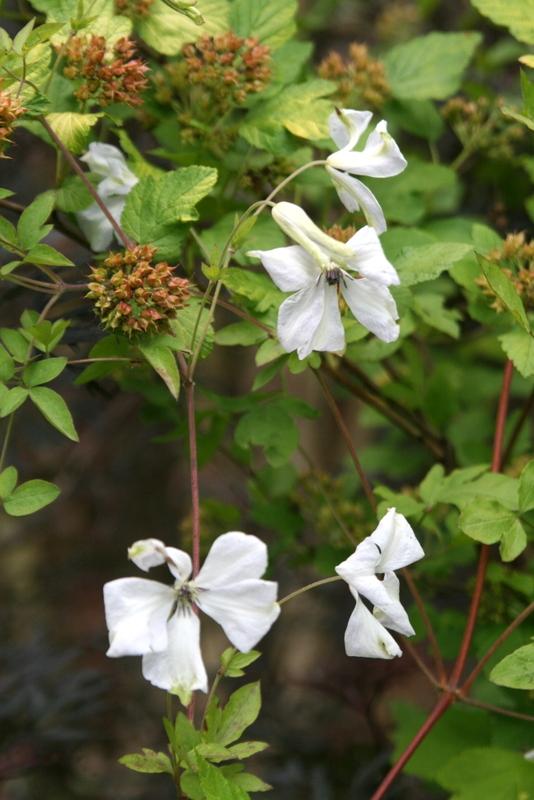 Photo of Clematis (Clematis viticella 'Alba Luxurians') uploaded by Calif_Sue