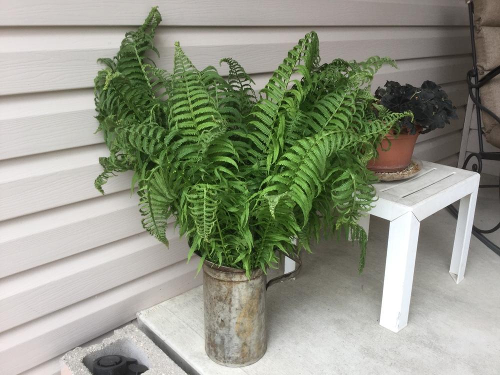 Photo of Ostrich Fern (Matteuccia struthiopteris) uploaded by DebbieC