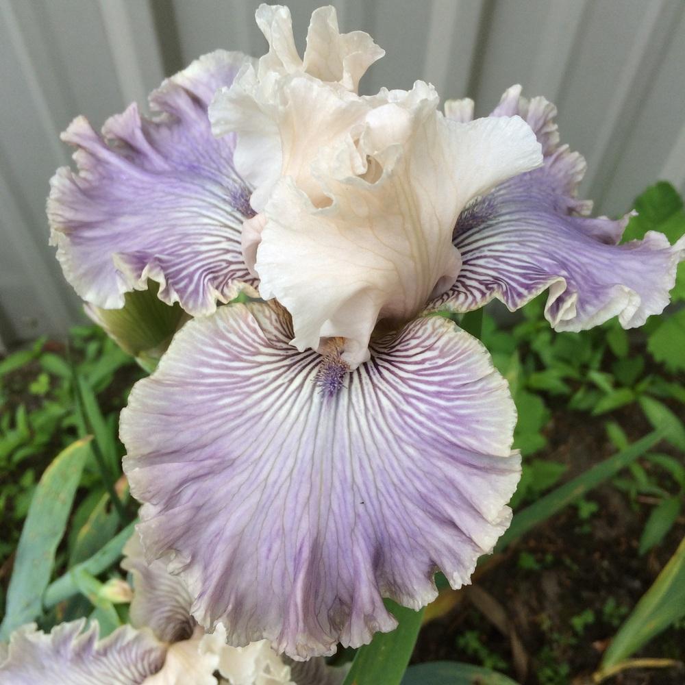 Photo of Tall Bearded Iris (Iris 'Haunted Heart') uploaded by Lbsmitty