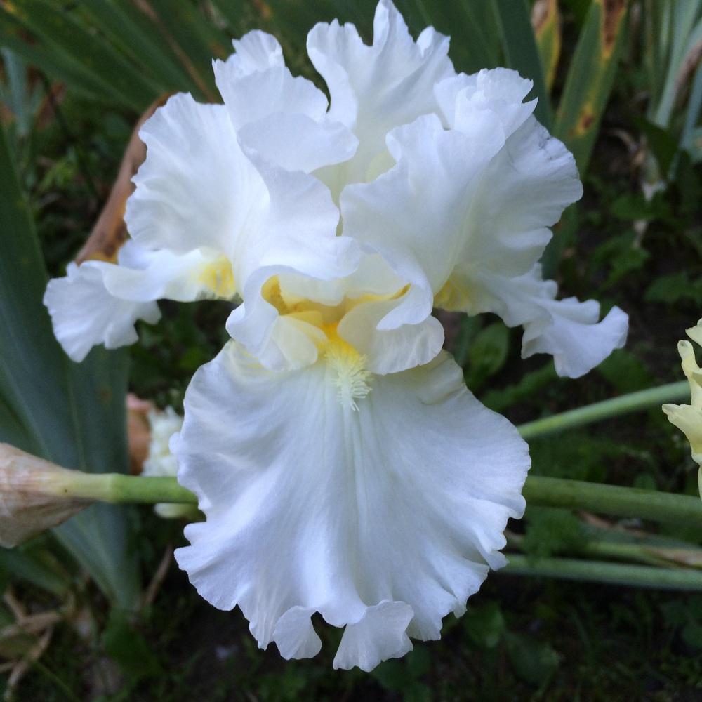 Photo of Tall Bearded Iris (Iris 'Elizabeth Poldark') uploaded by Lbsmitty