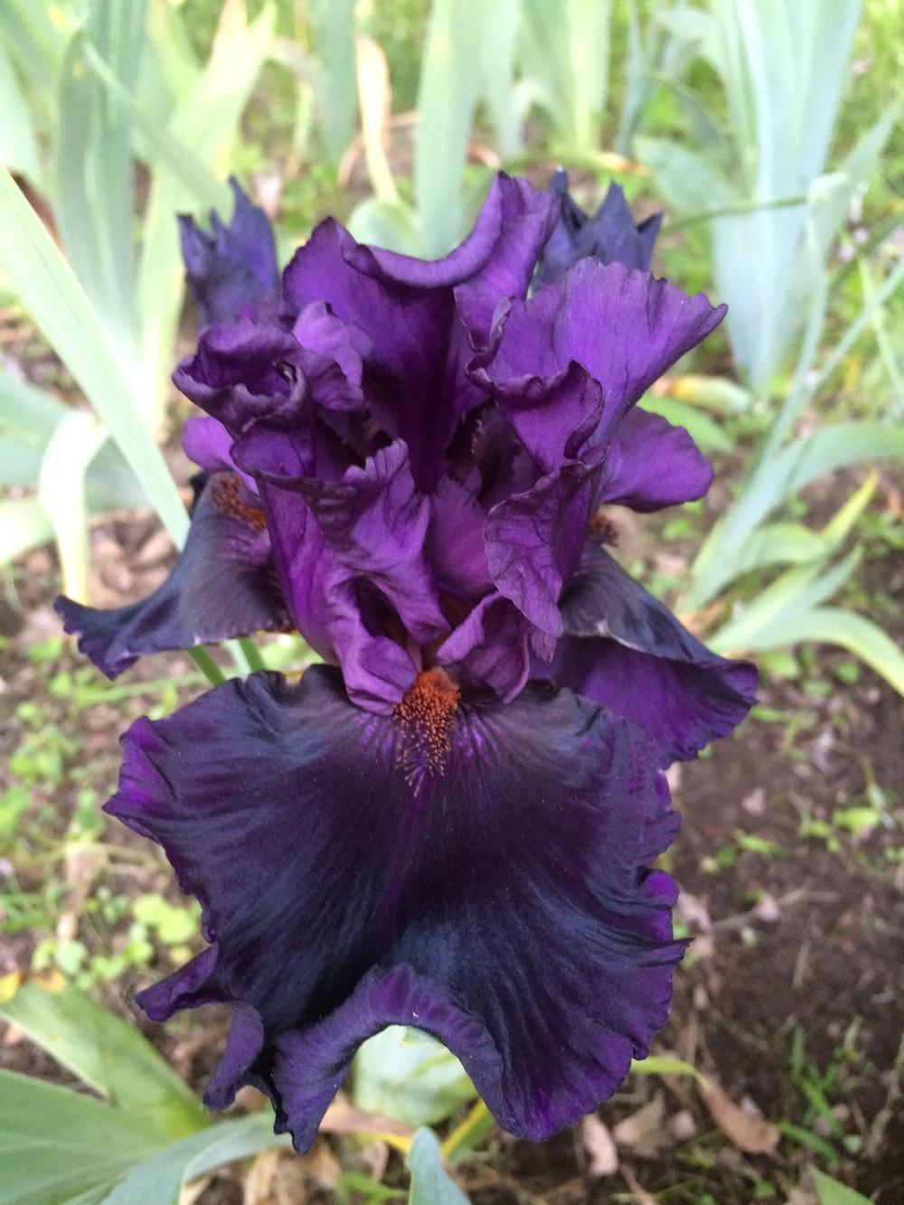 Photo of Tall Bearded Iris (Iris 'Plum Poodle') uploaded by Lbsmitty