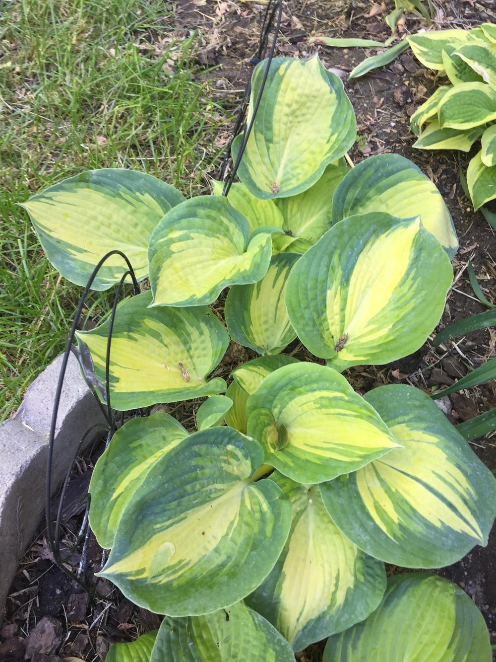 Photo of Hosta 'Great Expectations' uploaded by SpringGreenThumb