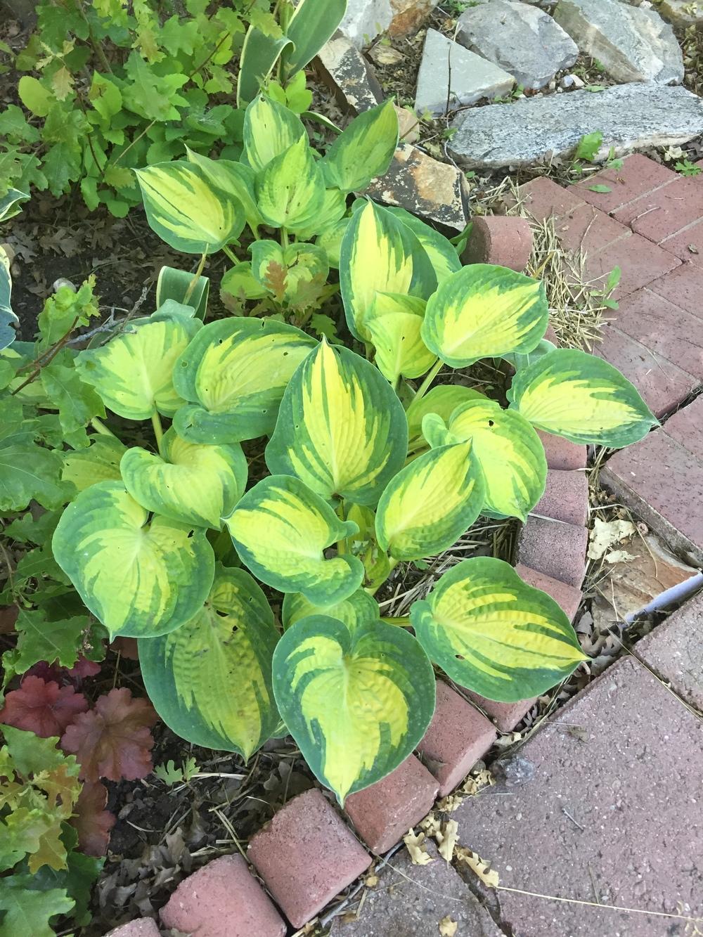 Photo of Hosta 'Great Expectations' uploaded by SpringGreenThumb