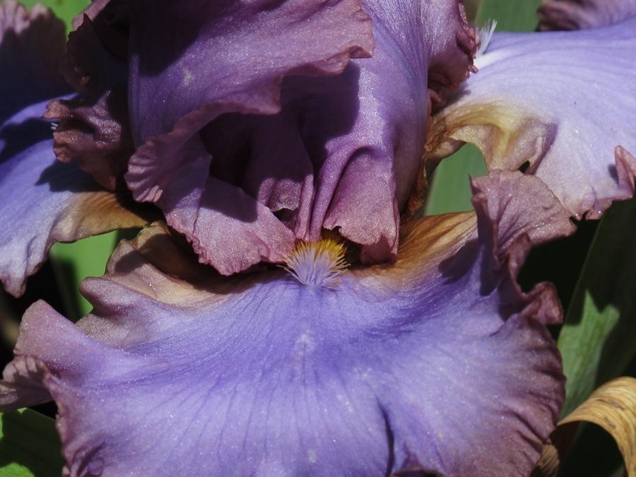 Photo of Tall Bearded Iris (Iris 'French Lavender') uploaded by darksome