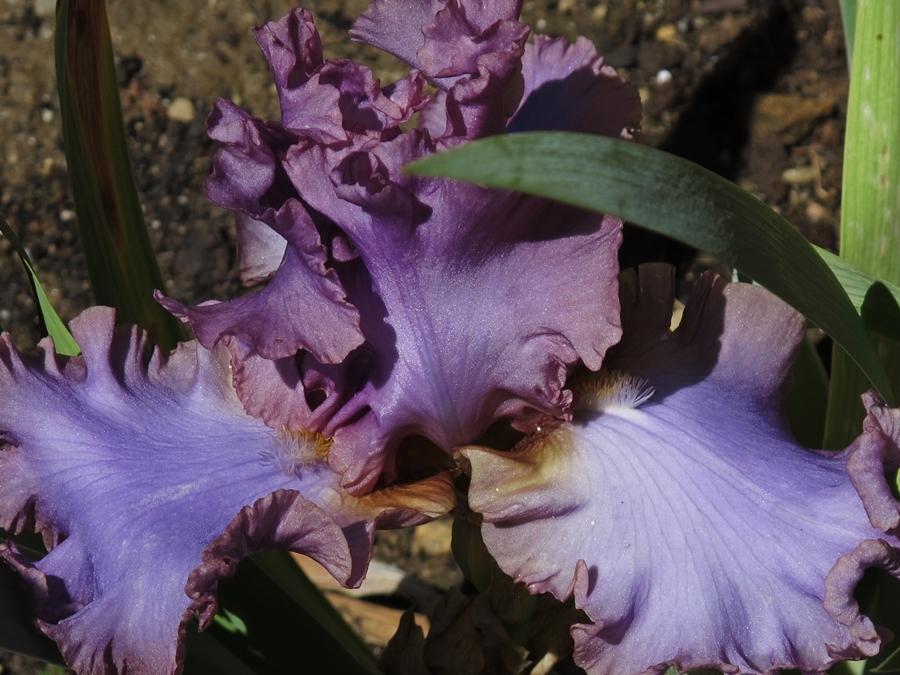 Photo of Tall Bearded Iris (Iris 'French Lavender') uploaded by darksome