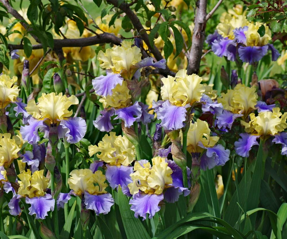Photo of Tall Bearded Iris (Iris 'Edith Wolford') uploaded by dirtdorphins