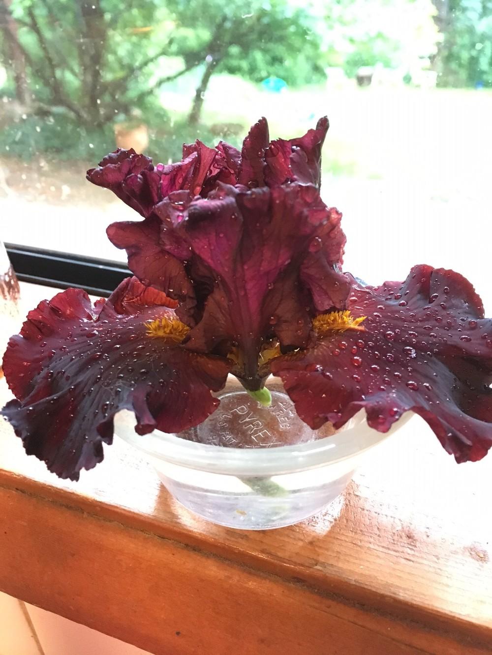 Photo of Tall Bearded Iris (Iris 'Iconic') uploaded by lharvey16