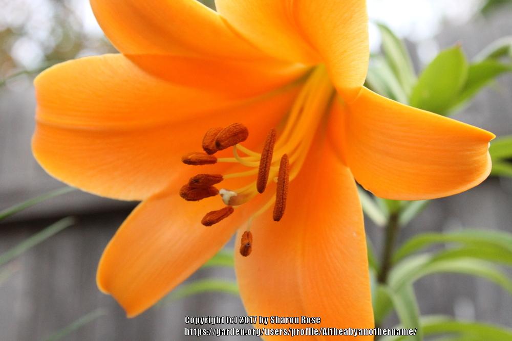 Photo of Lily (Lilium African Queen) uploaded by Altheabyanothername