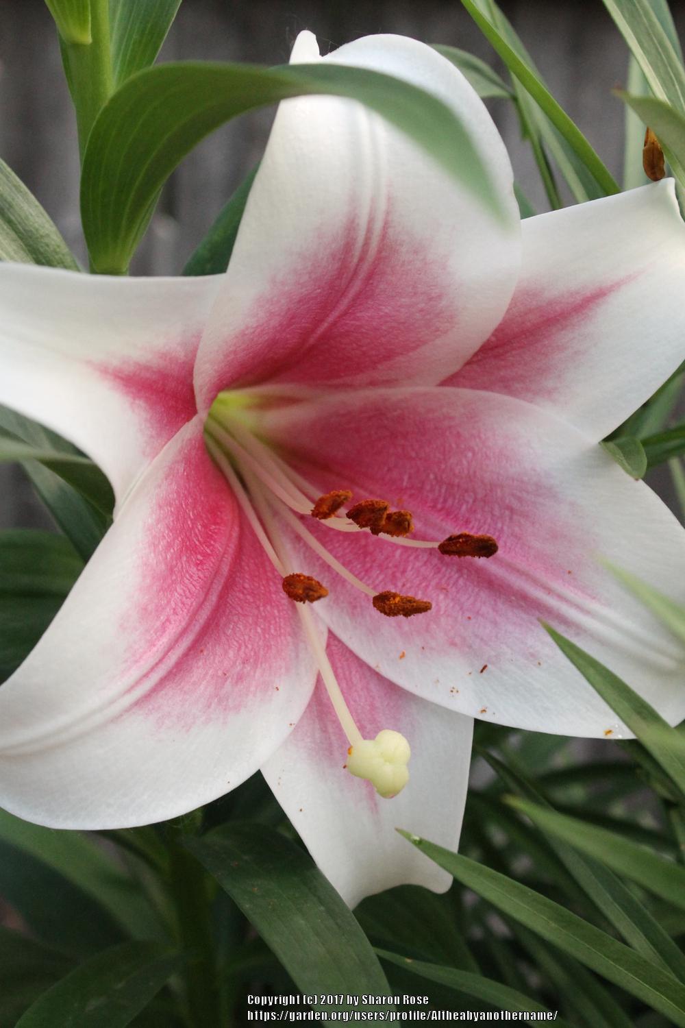 Photo of Lily (Lilium Triumphator) uploaded by Altheabyanothername