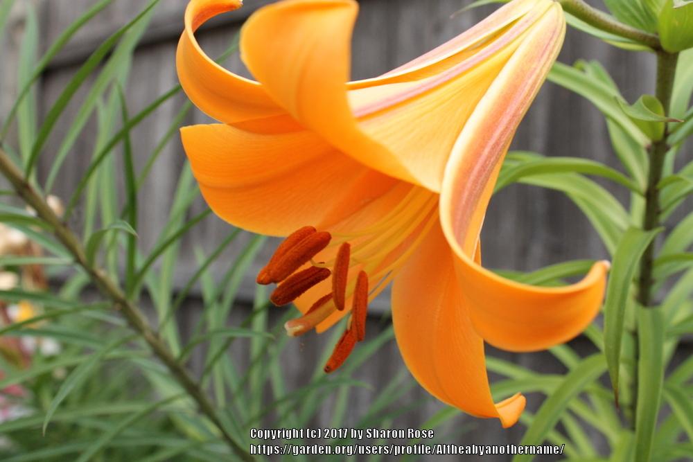 Photo of Lily (Lilium African Queen) uploaded by Altheabyanothername