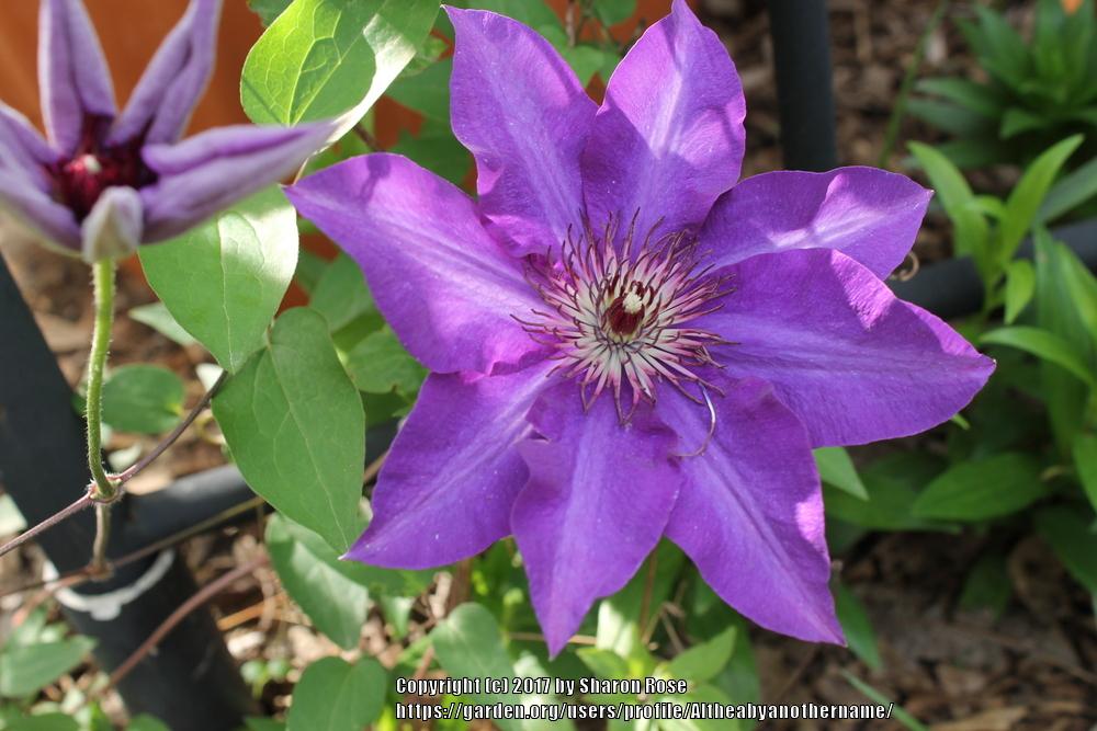 Photo of Clematis 'The President' uploaded by Altheabyanothername