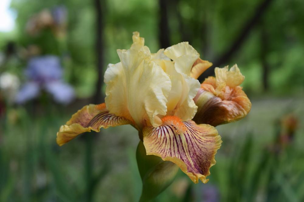 Photo of Tall Bearded Iris (Iris 'Girl Gone Wild') uploaded by Dachsylady86