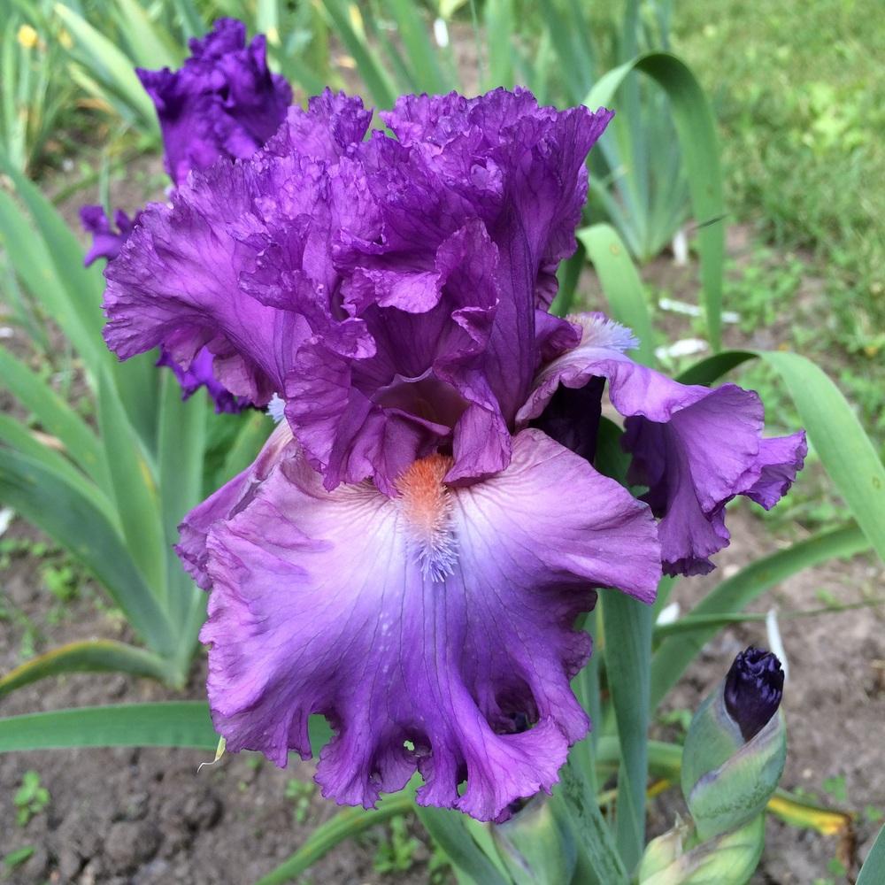 Photo of Tall Bearded Iris (Iris 'Russian Violet') uploaded by Lbsmitty