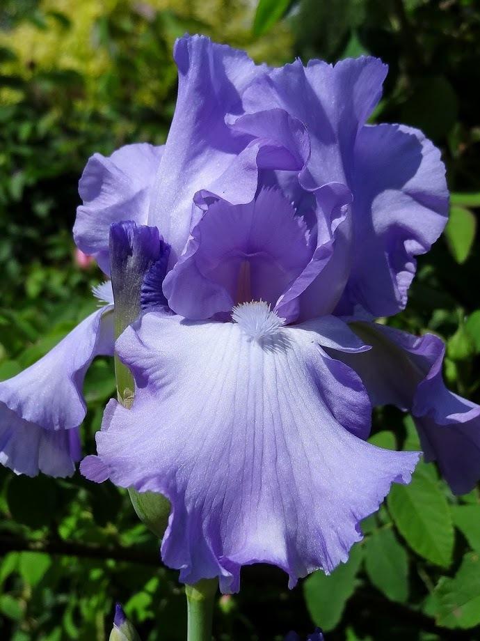 Photo of Tall Bearded Iris (Iris 'Mary Frances') uploaded by Orsola