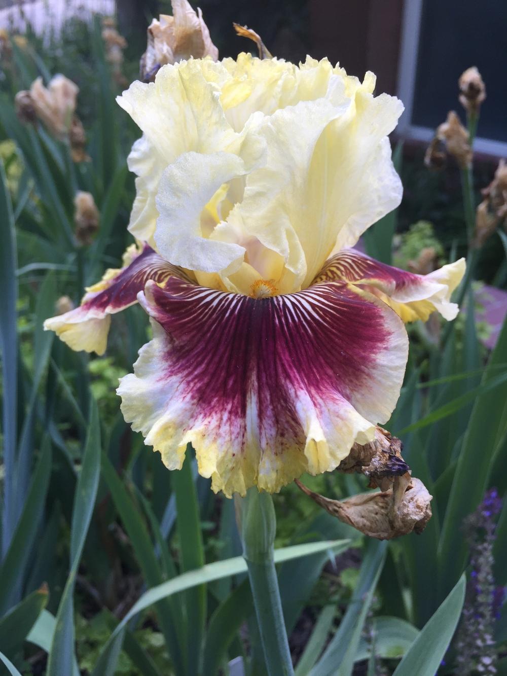 Photo of Tall Bearded Iris (Iris 'Rogue Trader') uploaded by SpringGreenThumb
