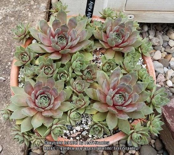 Photo of Hen and Chicks (Sempervivum 'Lady Kelly') uploaded by TerriStanley