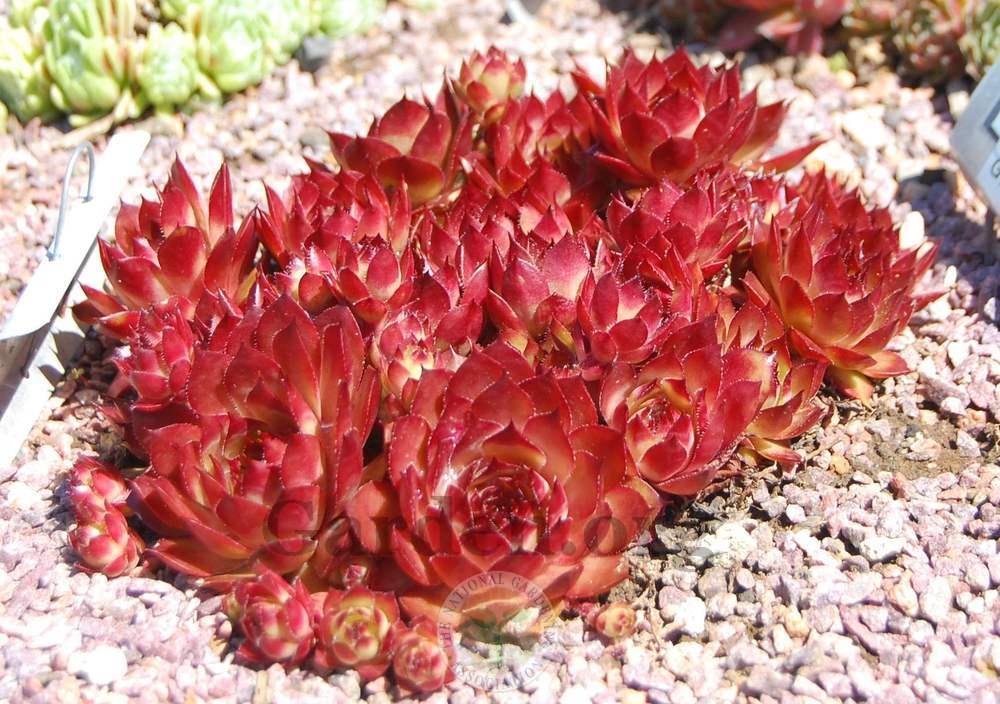 Photo of Hen and Chick (Sempervivum 'Positively Glowing') uploaded by valleylynn