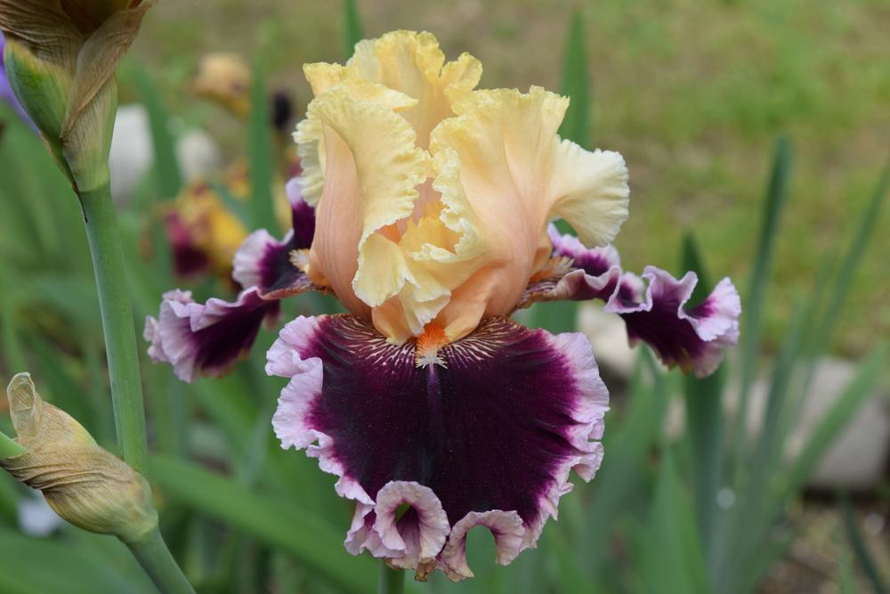 Photo of Tall Bearded Iris (Iris 'Dazzle') uploaded by Dachsylady86